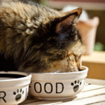 a cat eating
