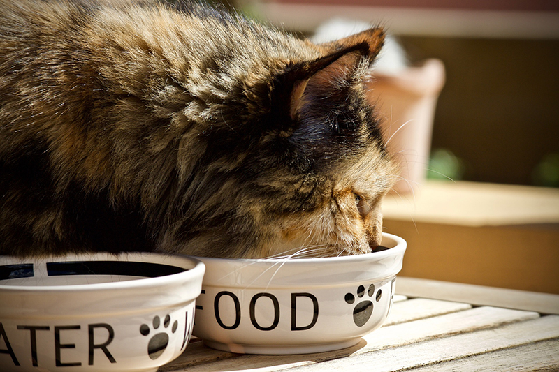 Nutrition Tips for Healthy Cats