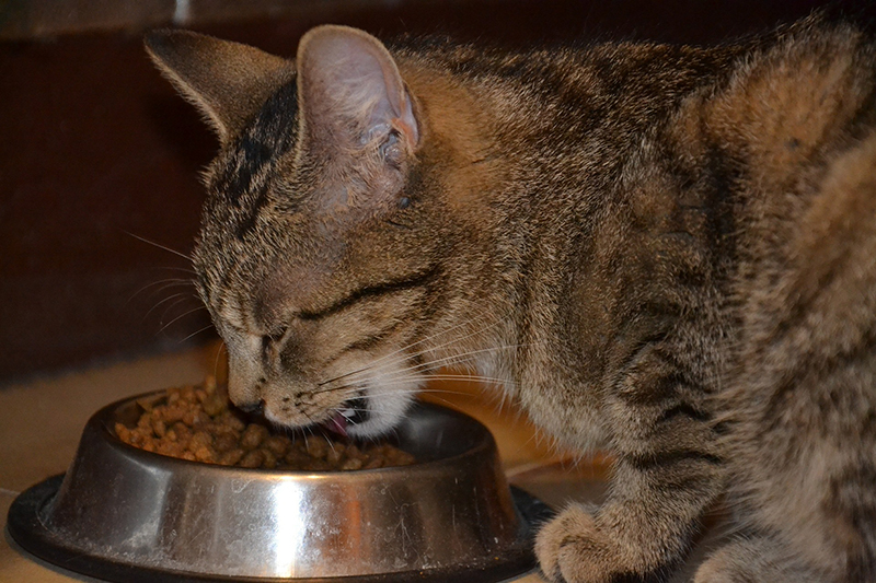 cat eating