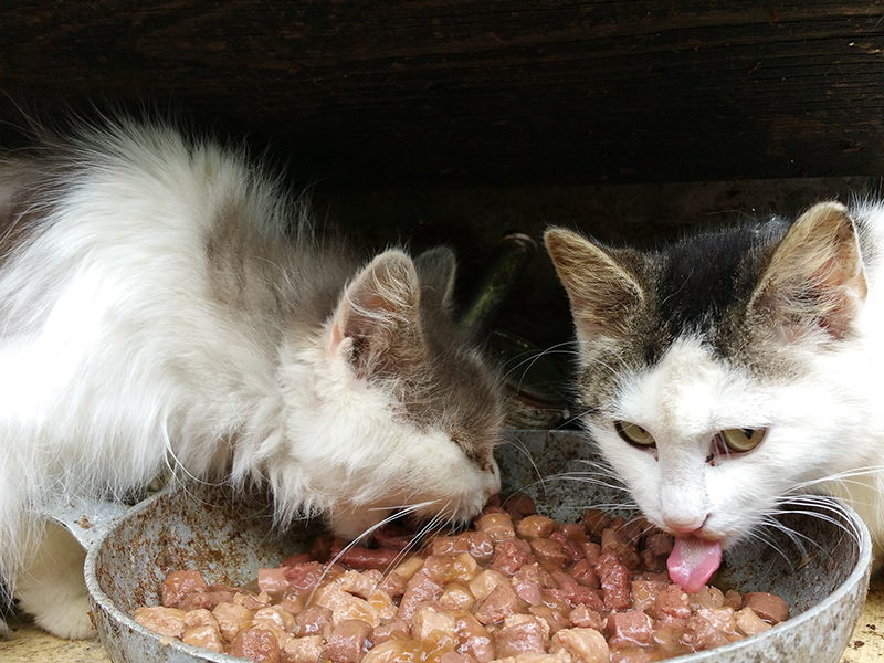 cats eating