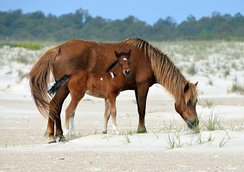 horses eating