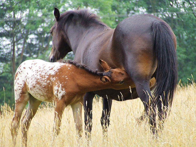 horses