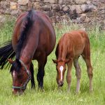 mare & horse