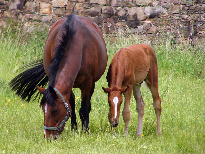 Feeding the Pregnant Mare: An Overview