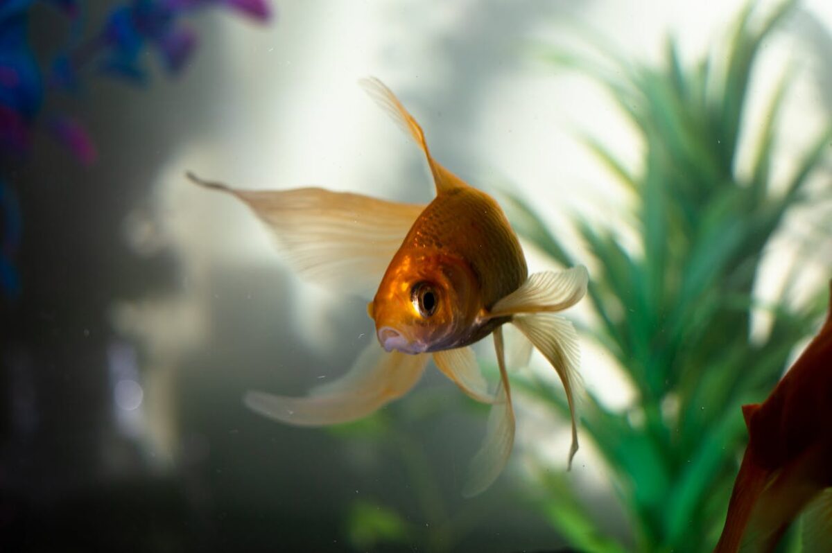 Goldfish vs. Other Pets: Why Choosing a Goldfish Makes Sense