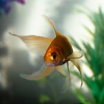 Goldfish vs. Other Pets: Why Choosing a Goldfish Makes Sense