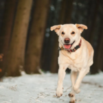 Dog Care Essentials That Will Keep Your Dog Warm and Healthy This Winter