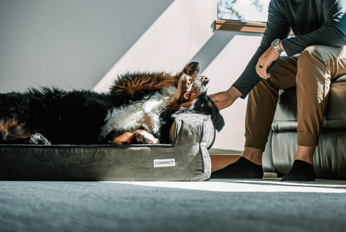 dog bed