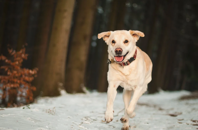 Dog Care Essentials That Will Keep Your Dog Warm and Healthy This Winter