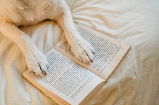 paws