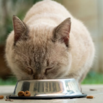 The Importance of Mental Stimulation for Indoor Pets